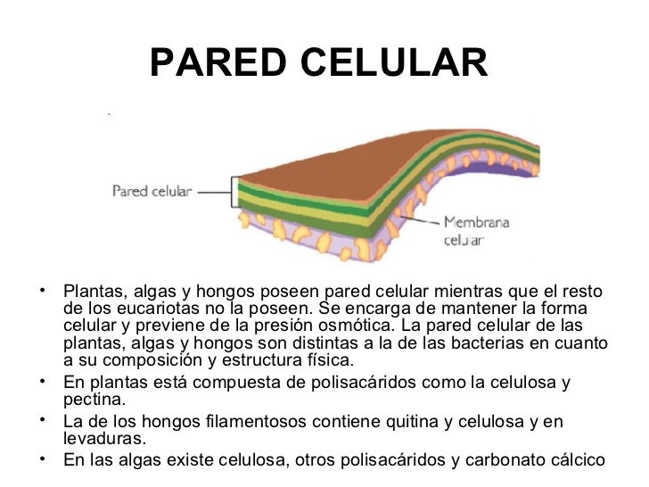 Atlas de histología vegetal y animal